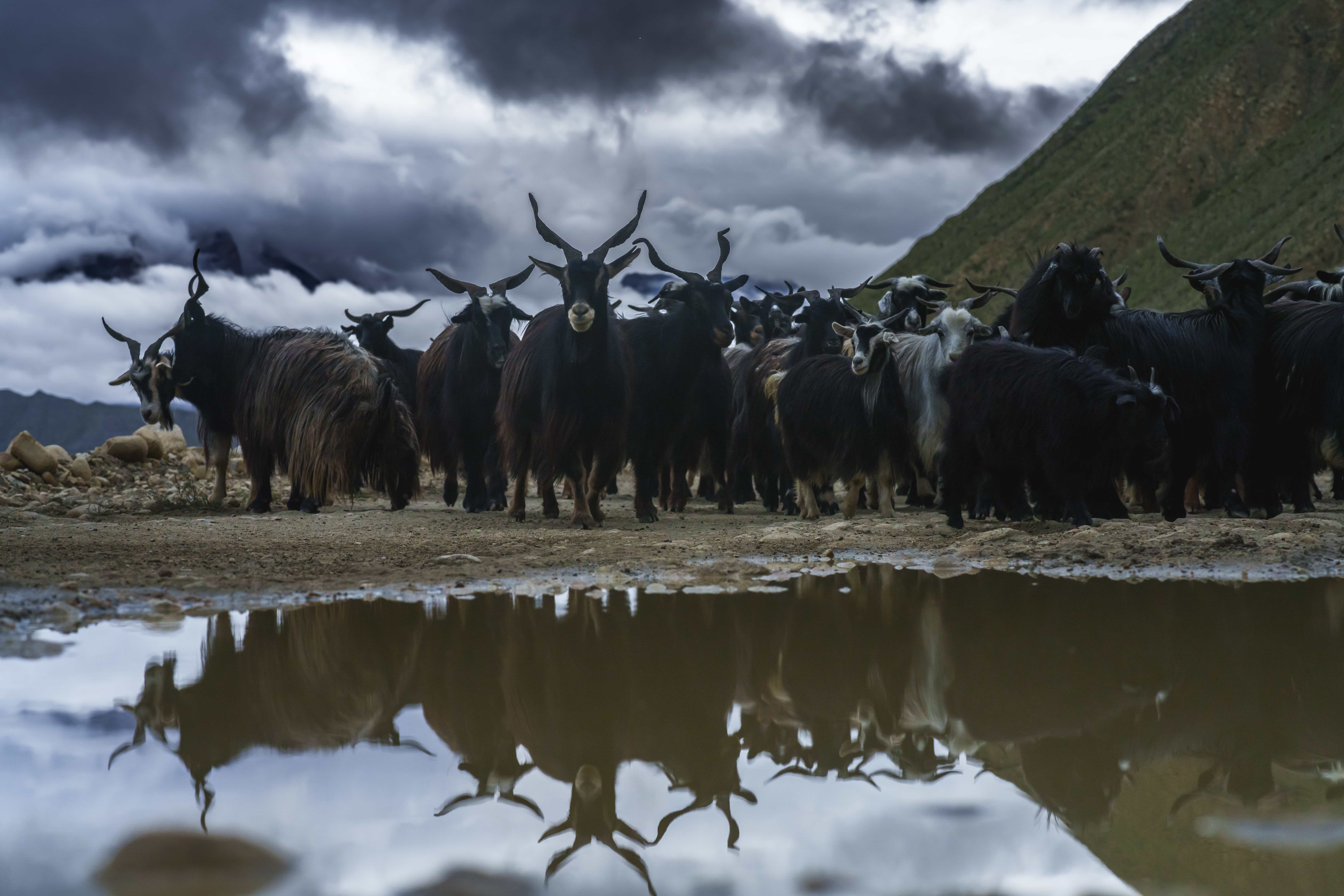 Muktinath Sheep